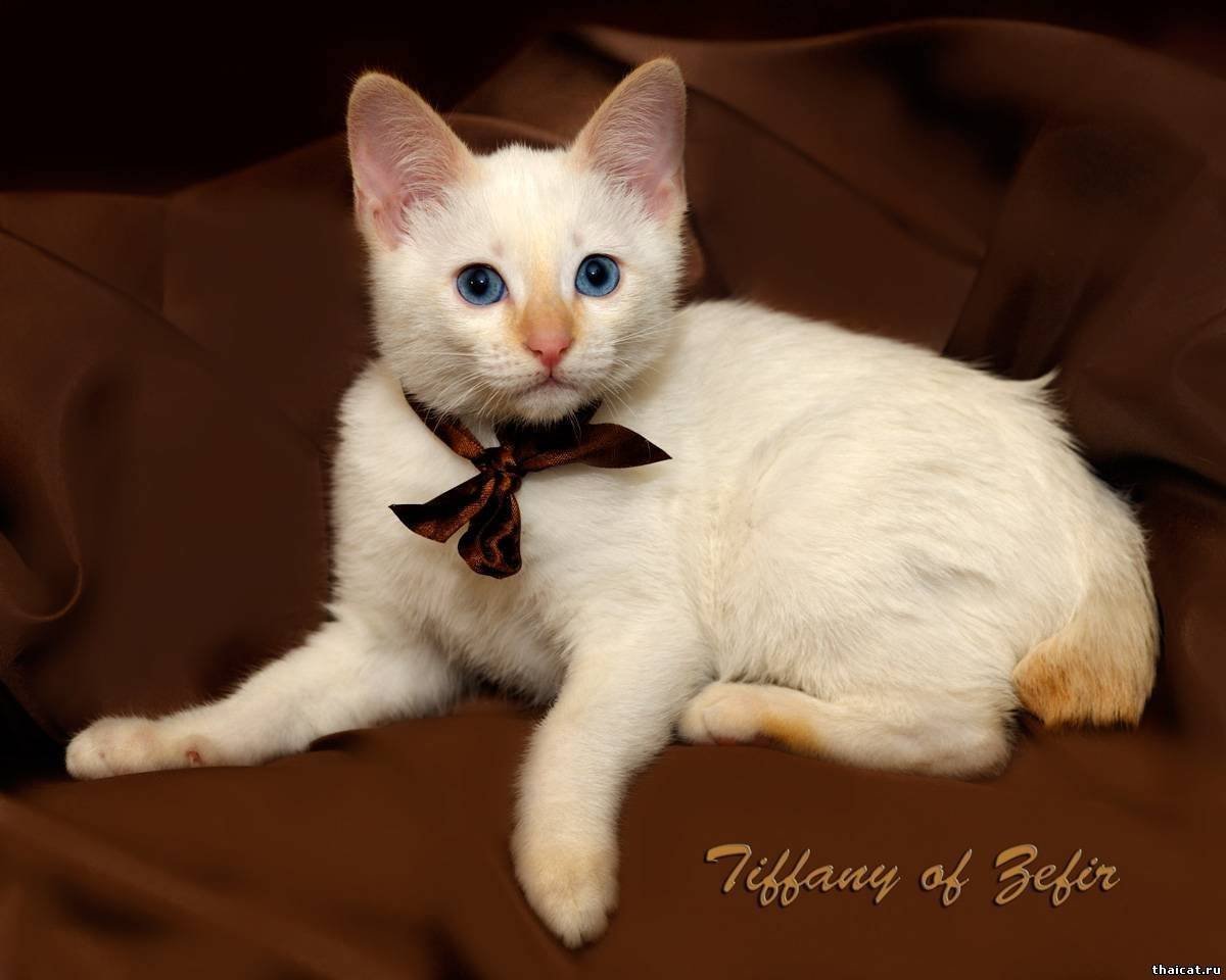 Тайская кошка ред Пойнт