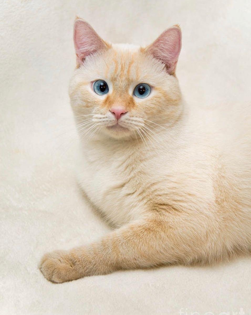 Сиамская кошка ред Пойнт