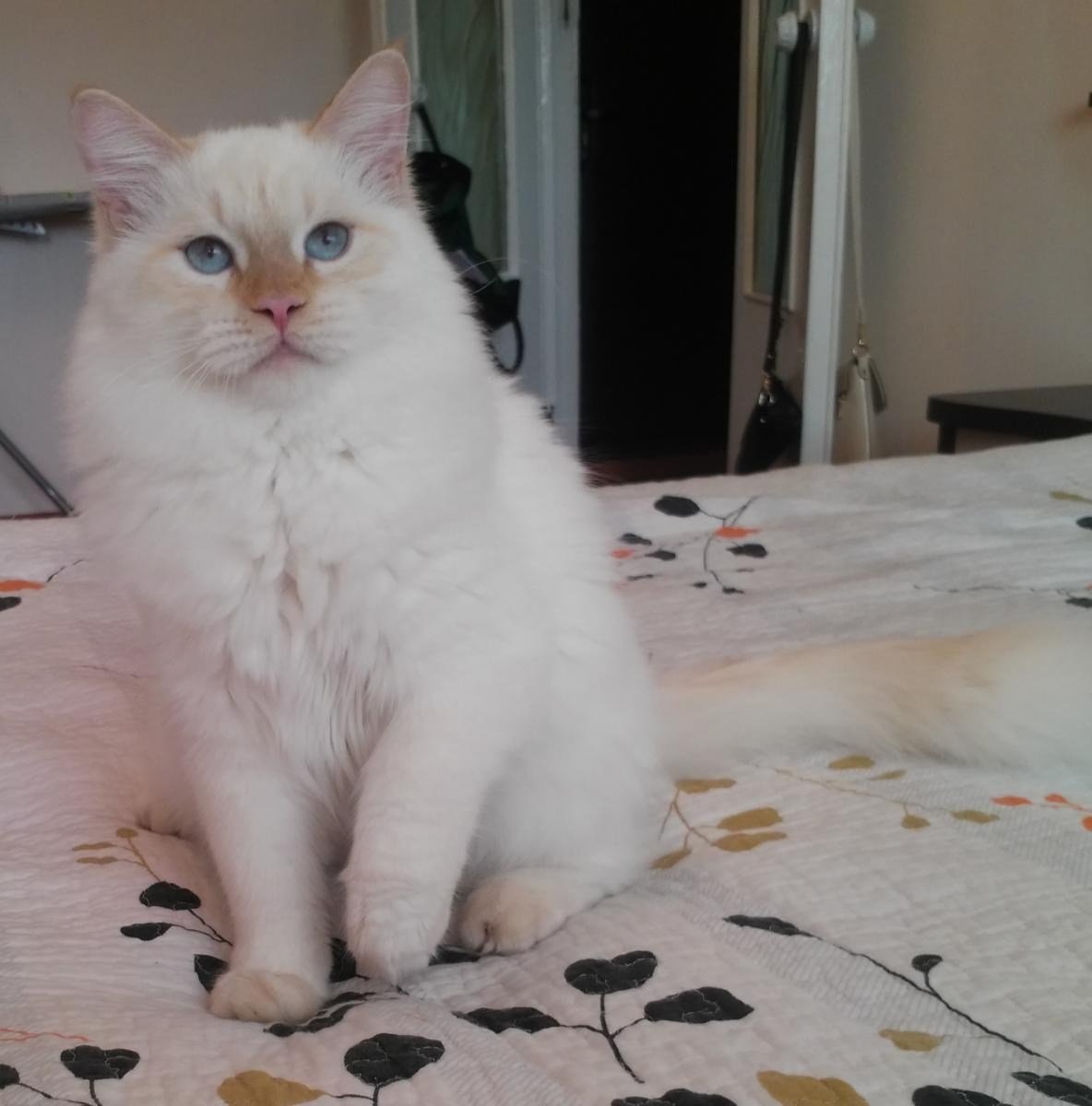 Невская маскарадная ред Пойнт