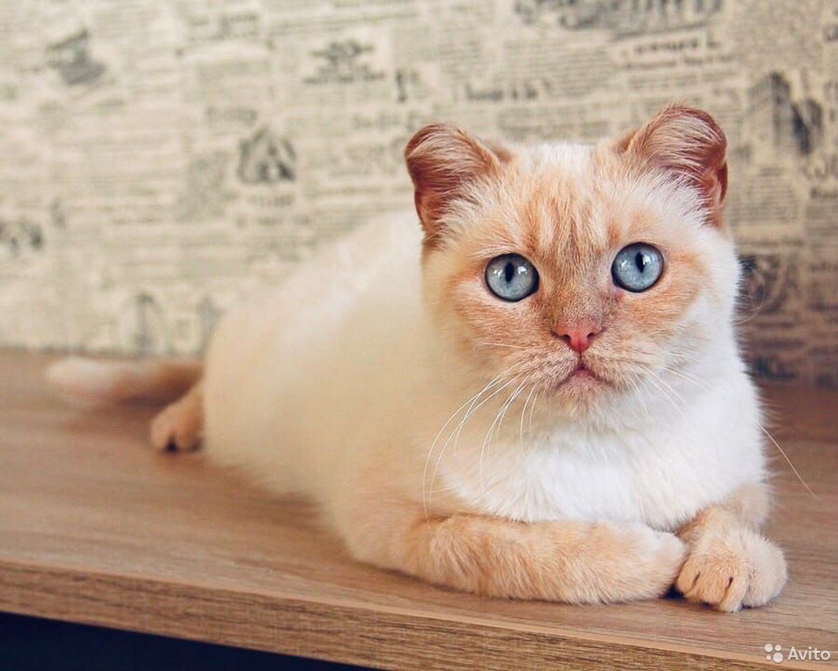 Кошка окрас ред