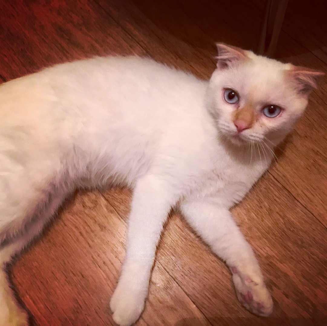 Пропал кот ред поинт