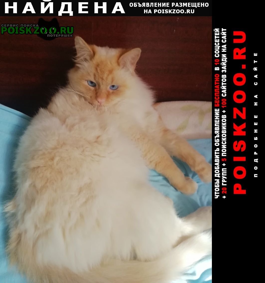 Кот ищет кошку