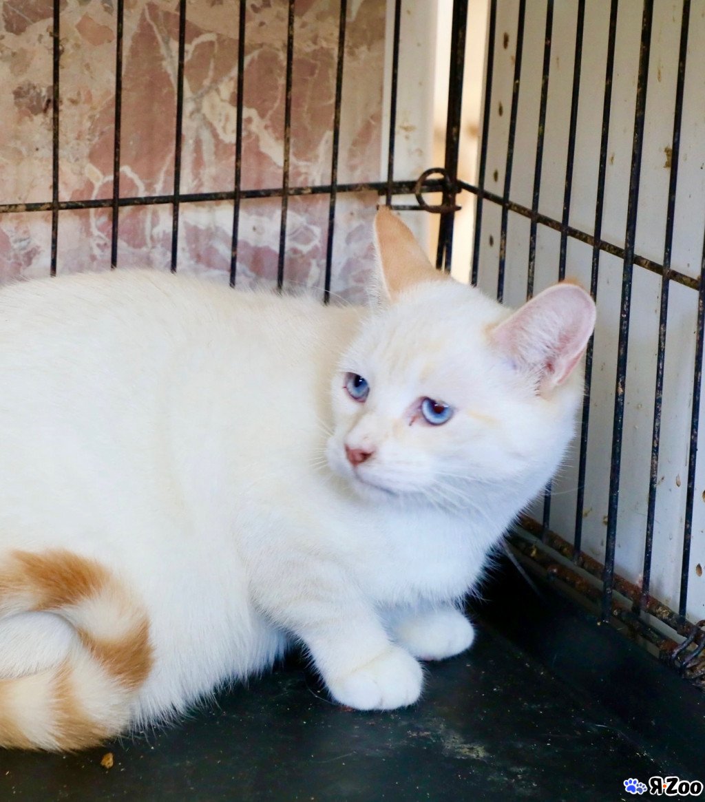 Расцветки та́йских кошек и котов