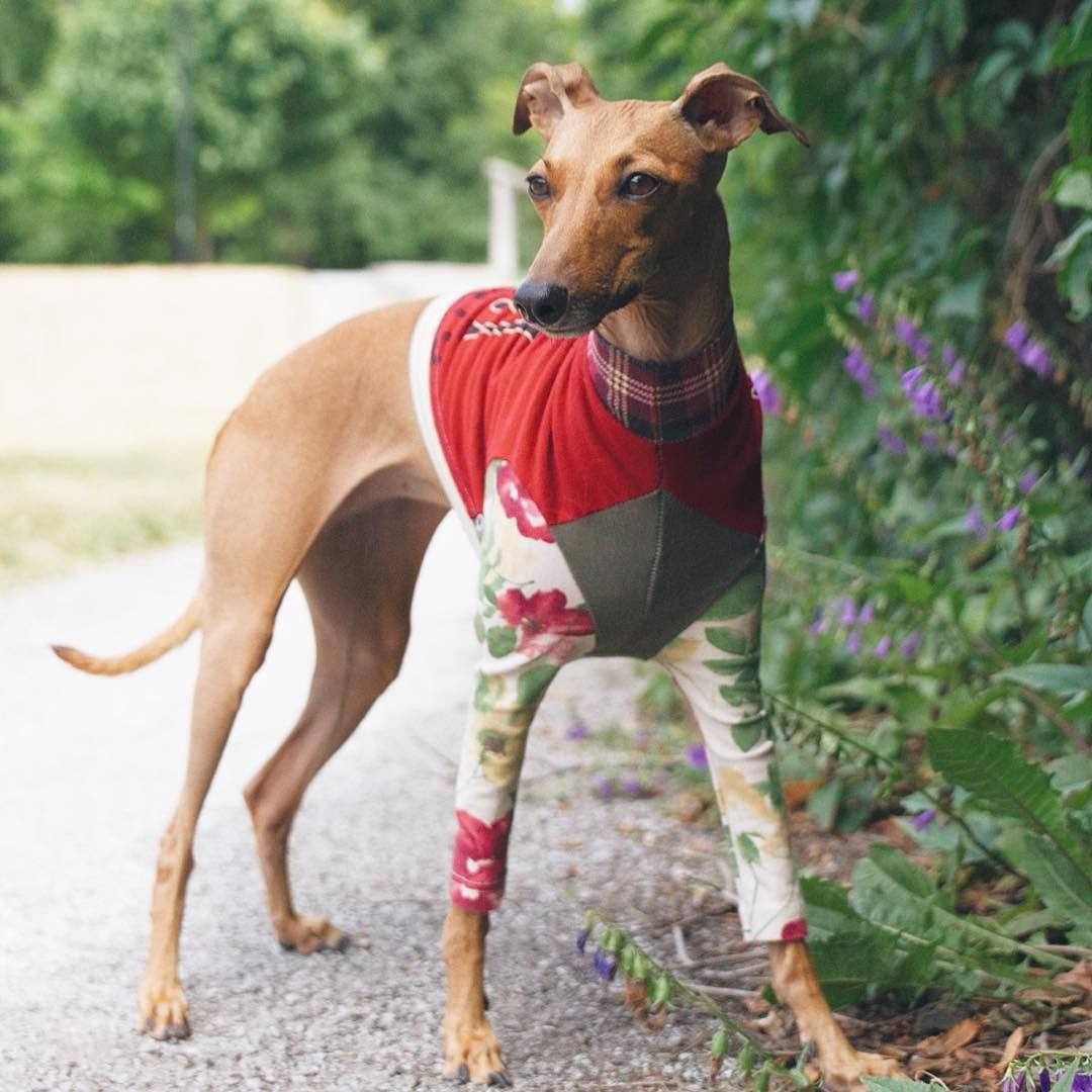 Фараонова собака и Левретка