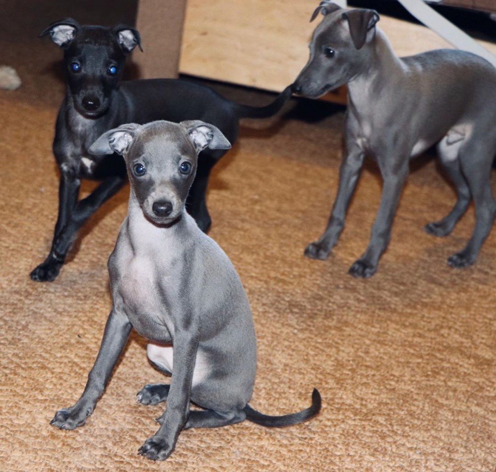 Малая борзая Левретка