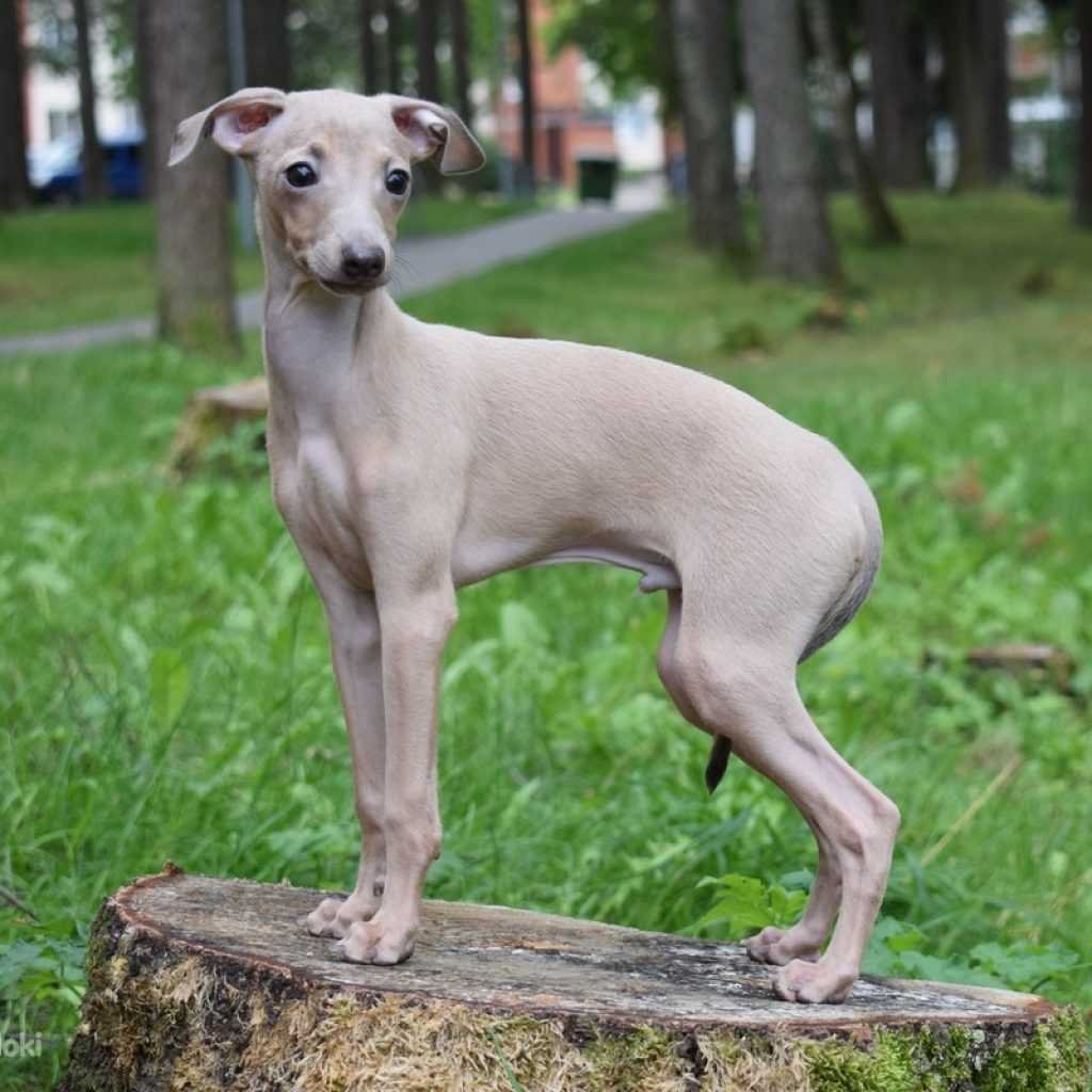 Мраморная Левретка