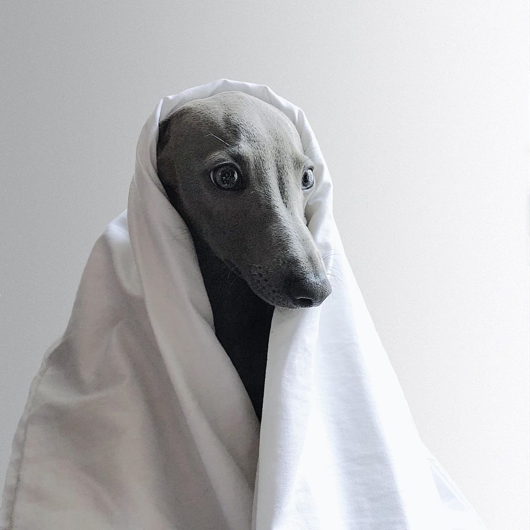 Игги Грейхаунд