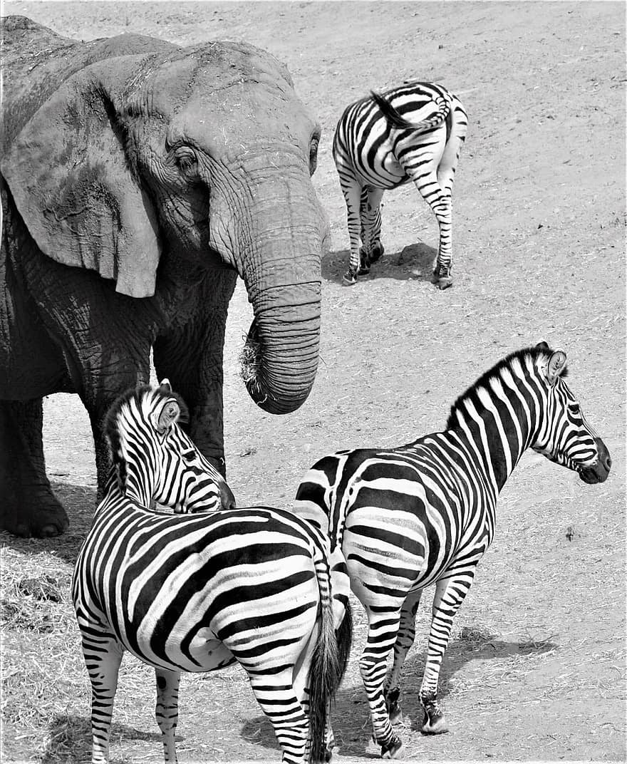 Полосатый слон