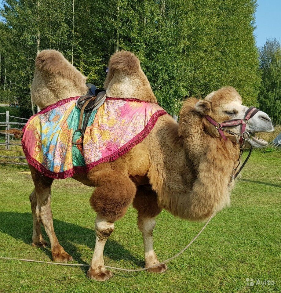 Попона для верблюда