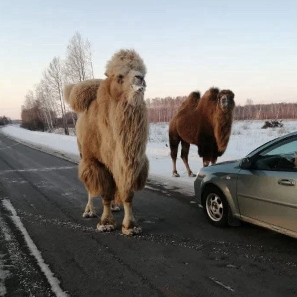 Верблюды в Омской области