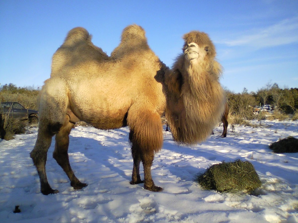 Дикий двугорбый верблюд Хаптагай