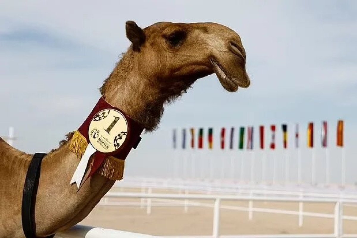 Конкурс красоты верблюдов 2022