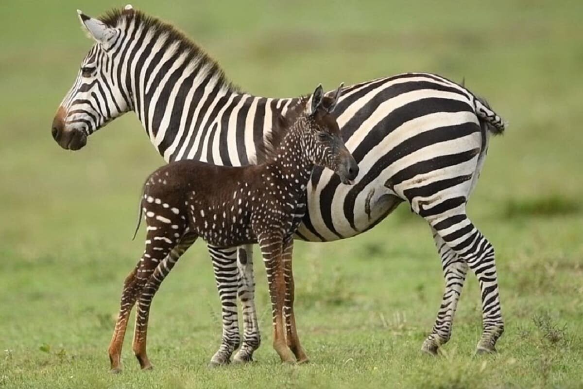 Пятнистая Зебра