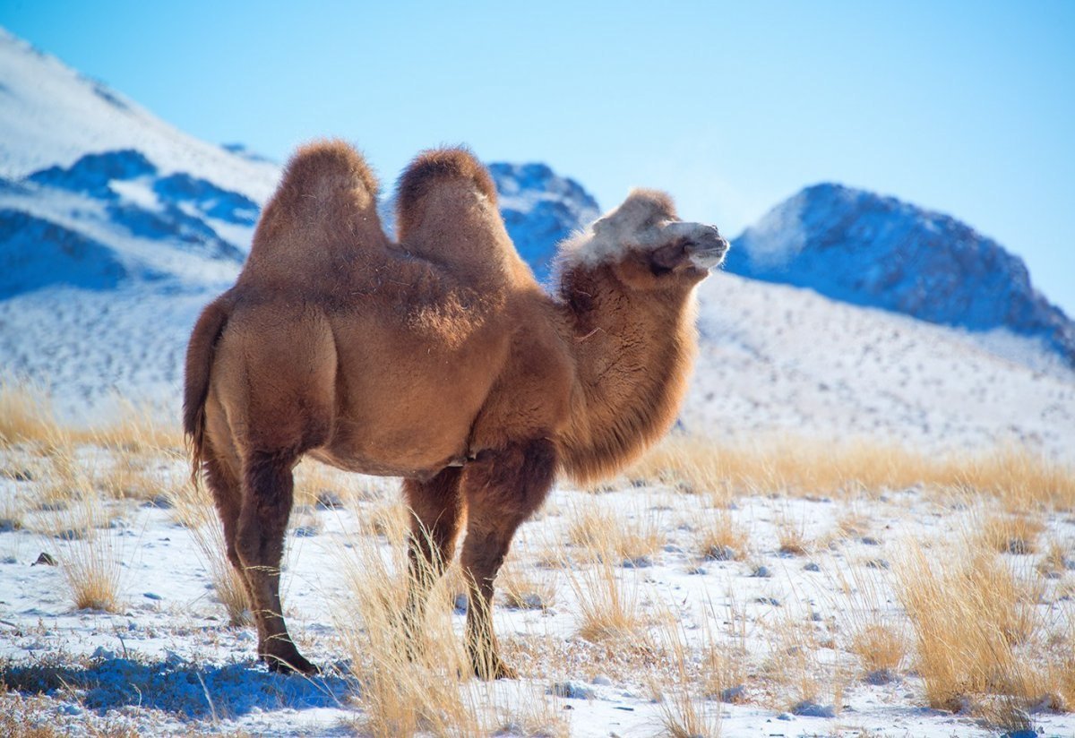 Калмыцкий двугорбый верблюд