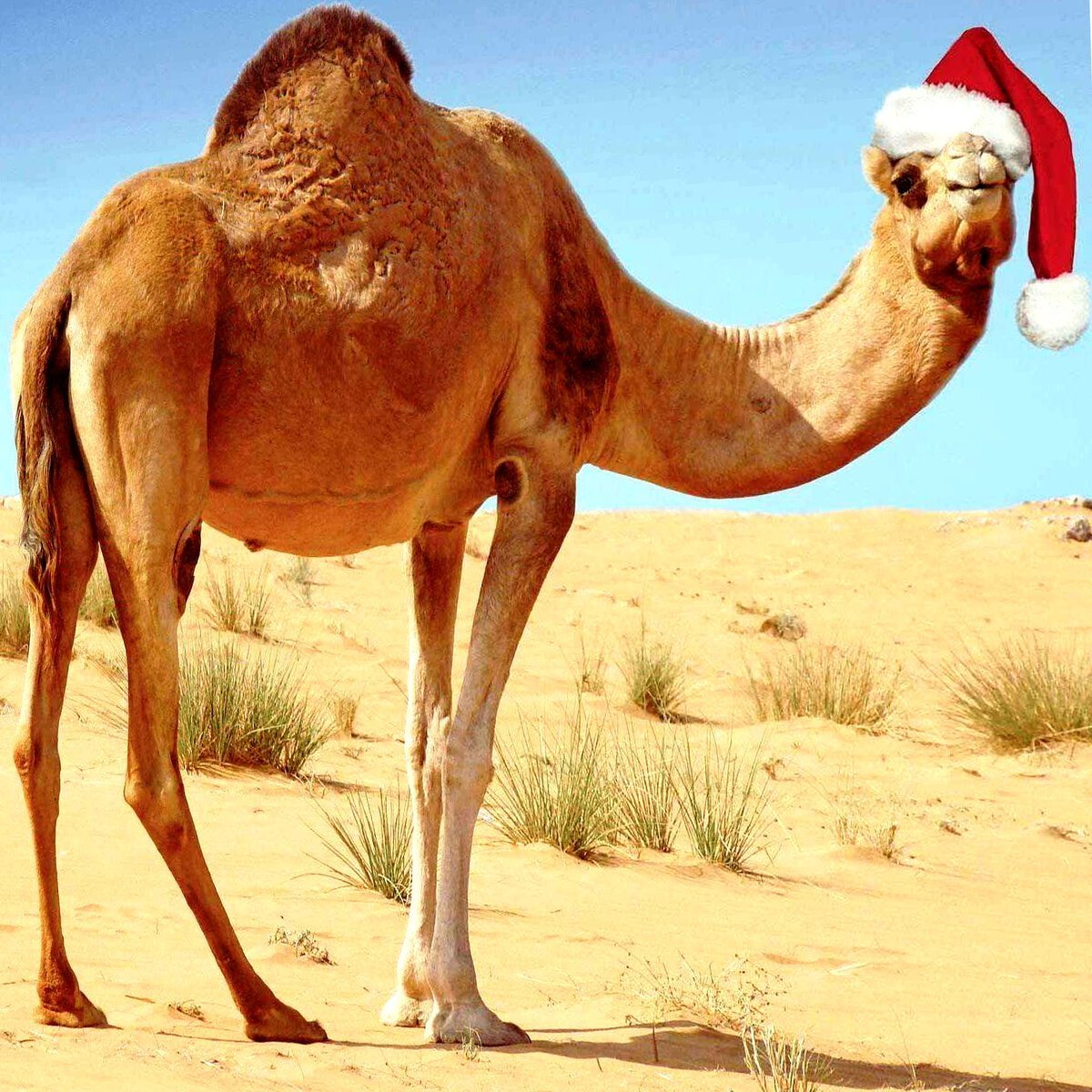 Одногорбый верблюжонок