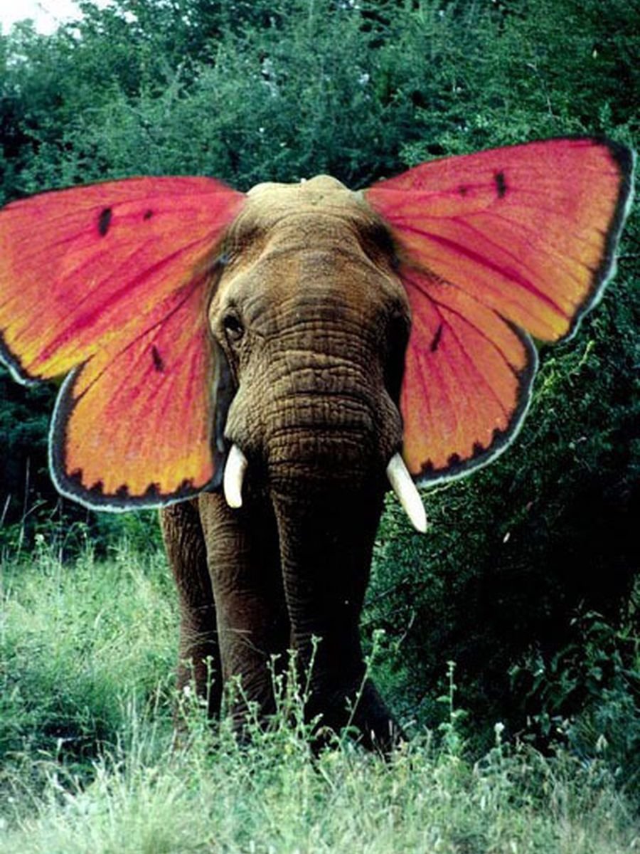 Слон в цвете