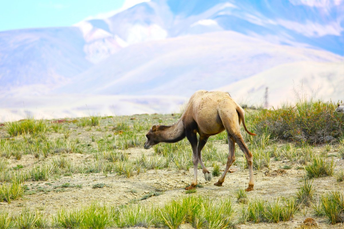 Верблюд на пастбище