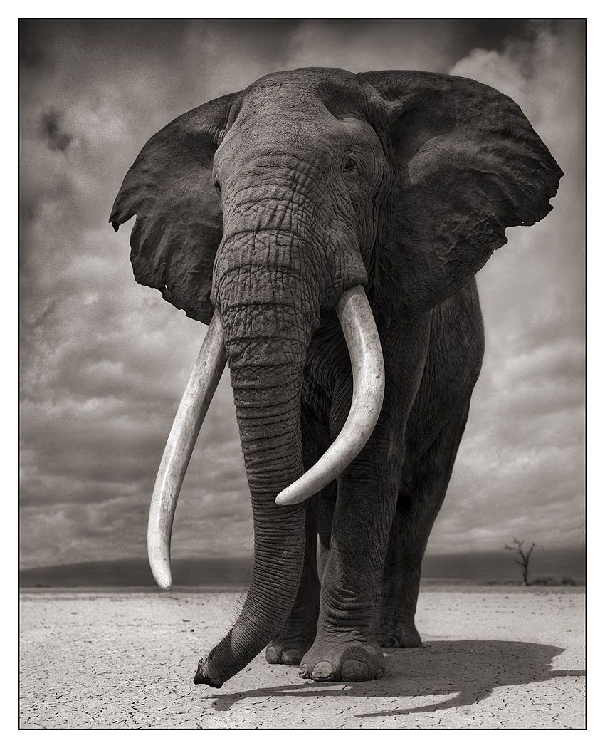 Elephant on White