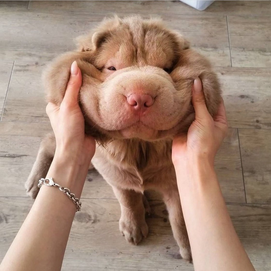 Шарпей щенок