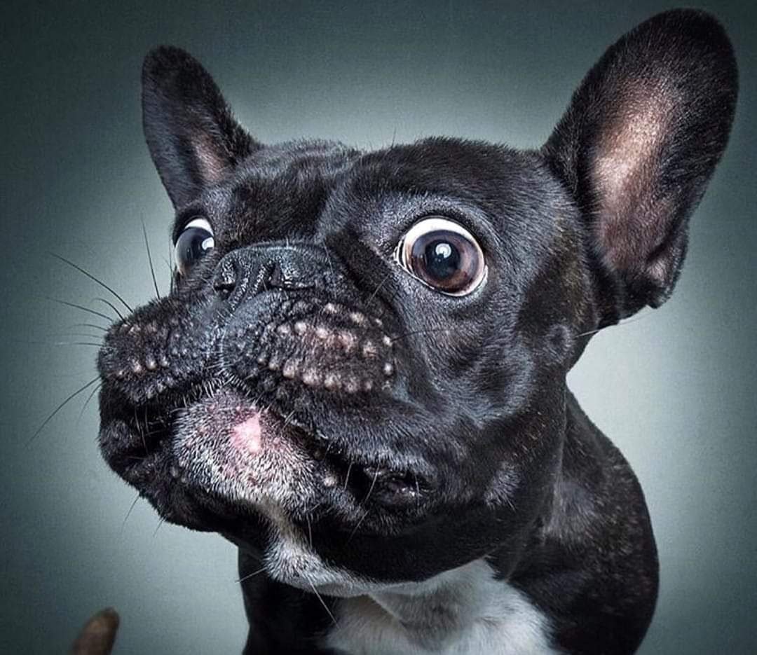 Собачка французский бульдог