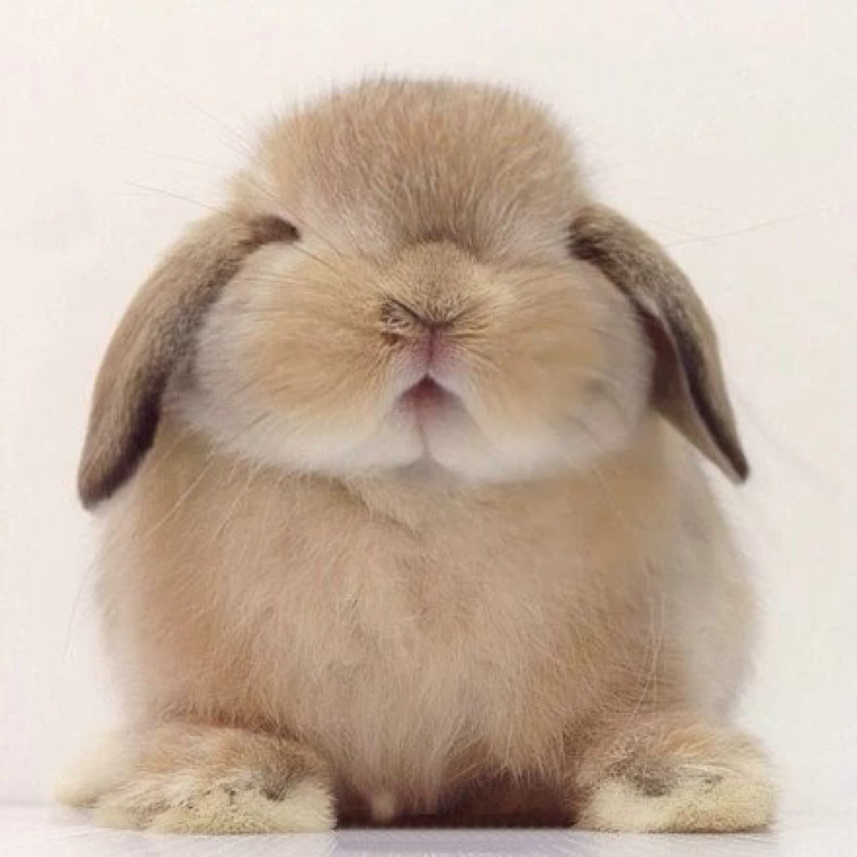 Пухлый кролик
