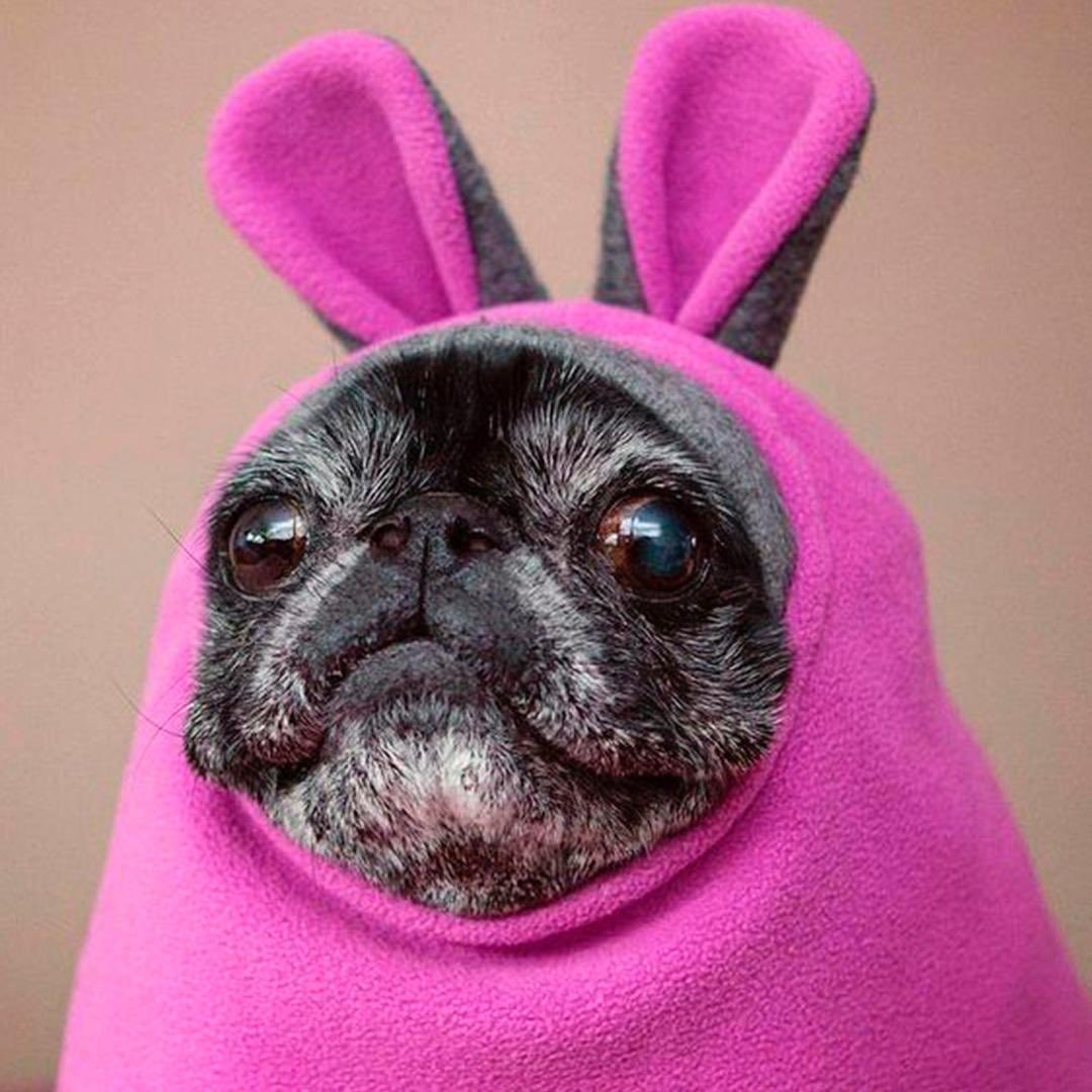 Мопс смешной милый