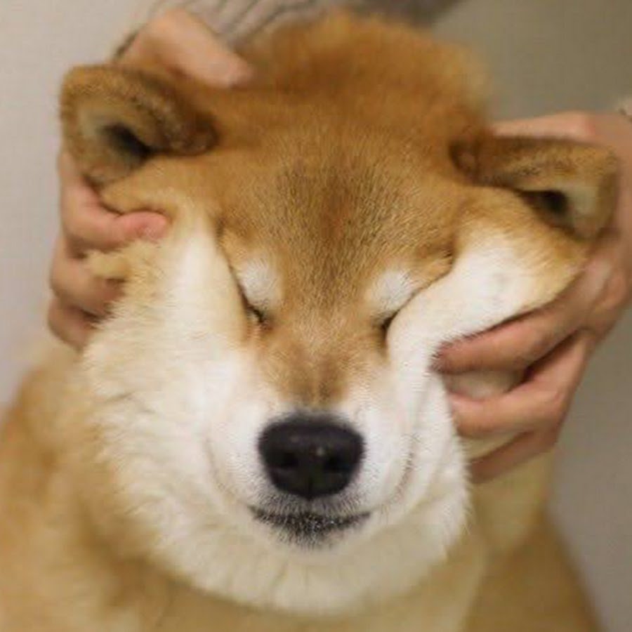 Милые Акита ину