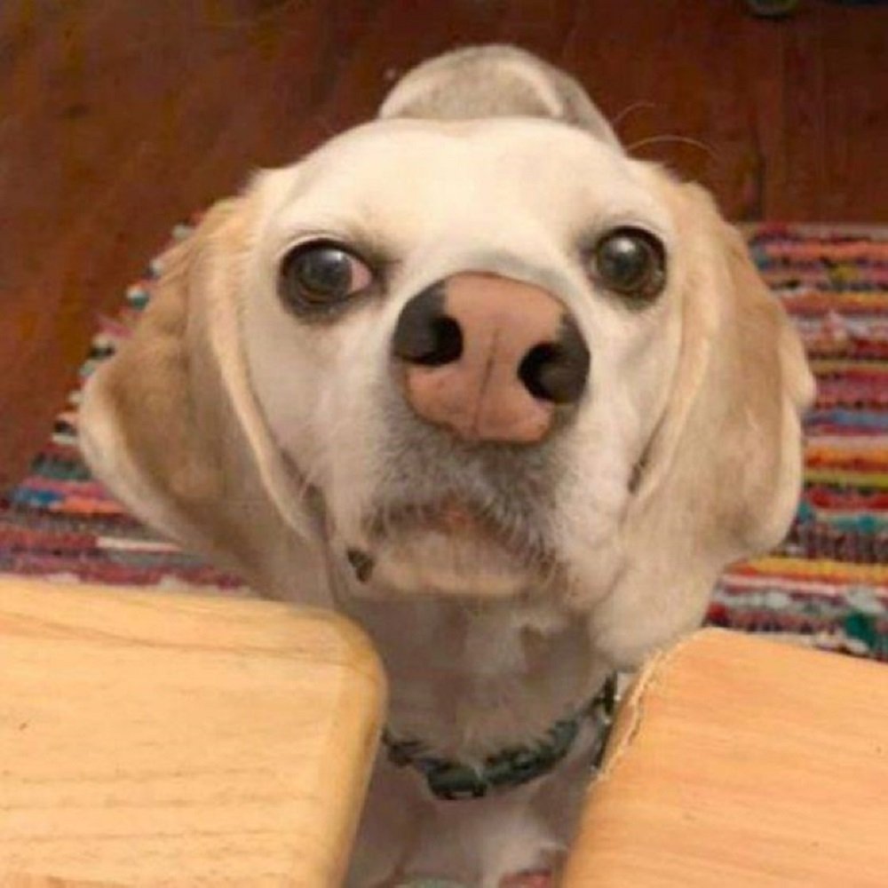 Собака с необычной мордой