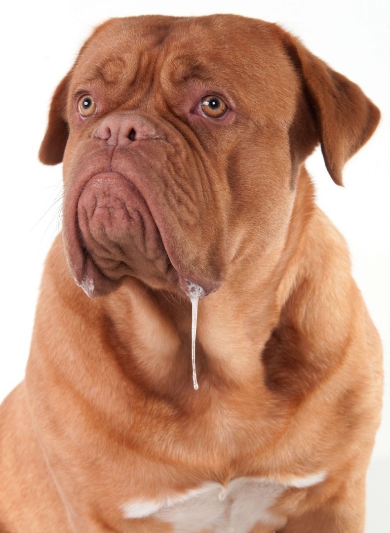 Бульдог со слюной