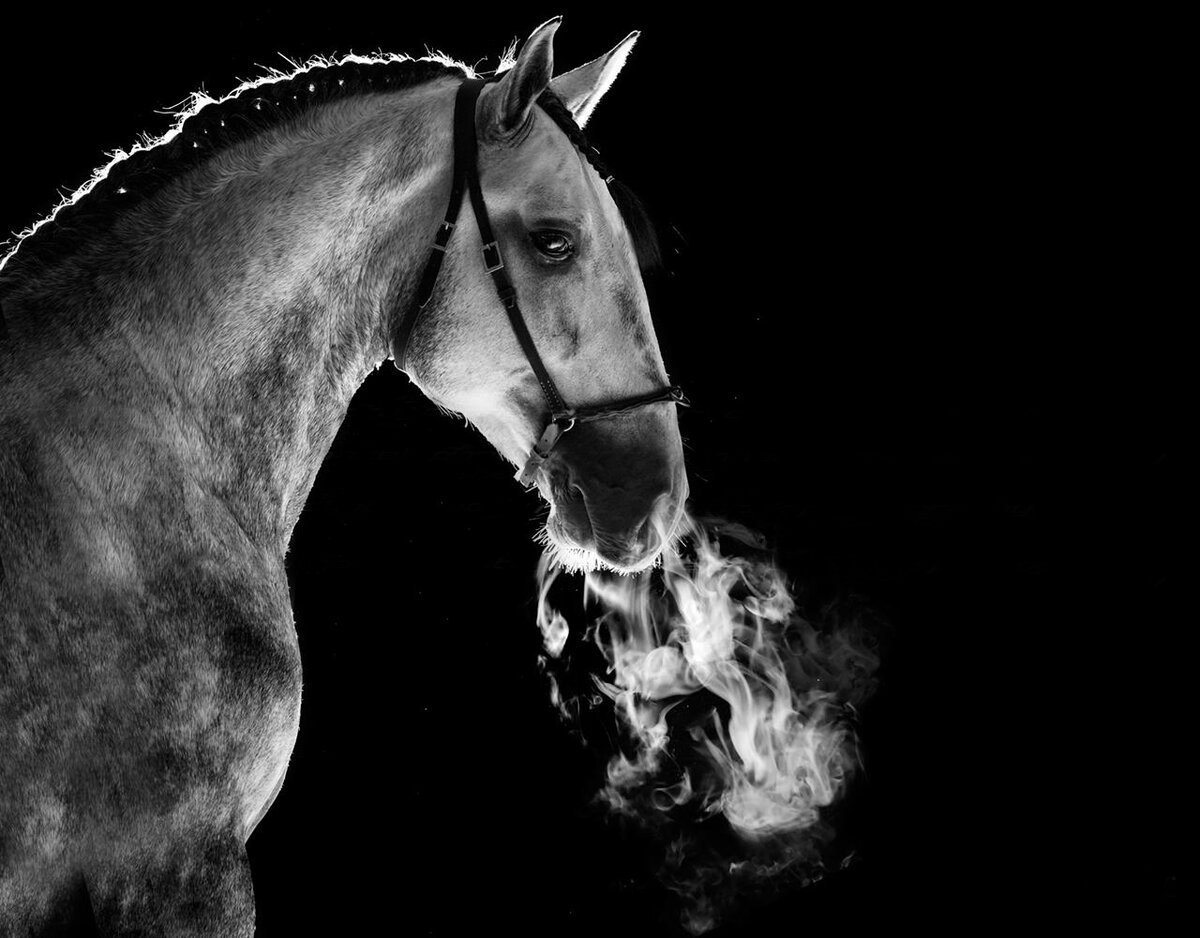Лошадь черно белая