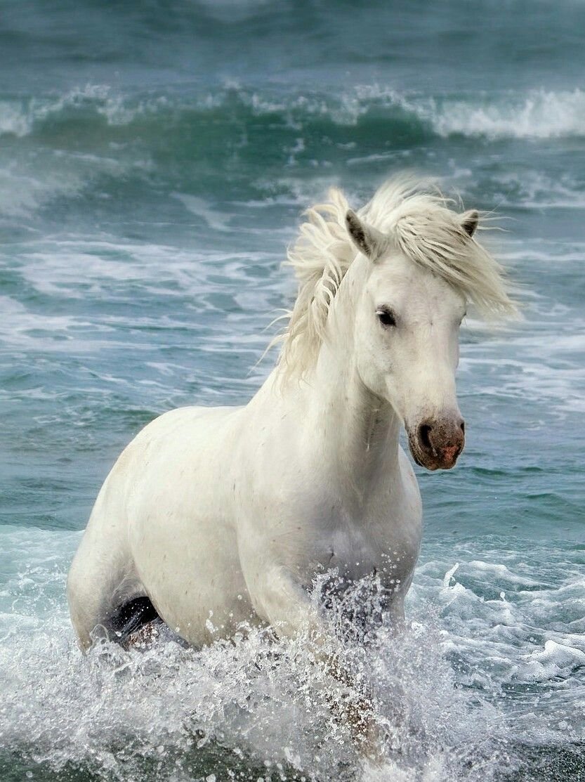 Красивый конь