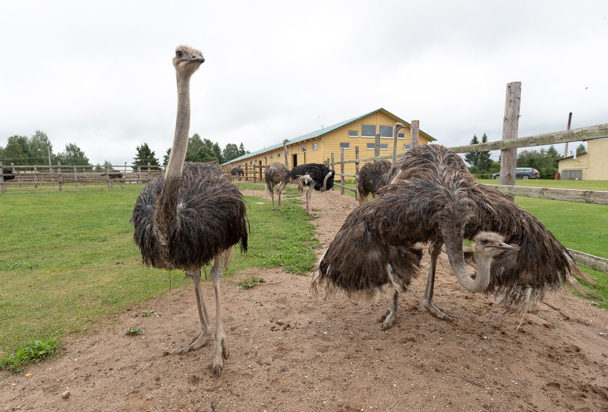 ЭКОФЕРМА Изборский страус