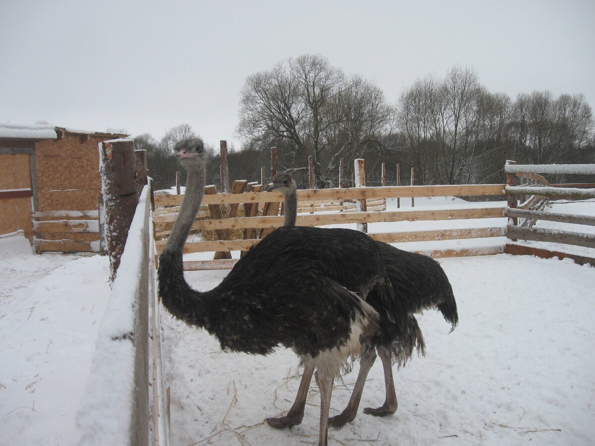 Страусы в Балезино