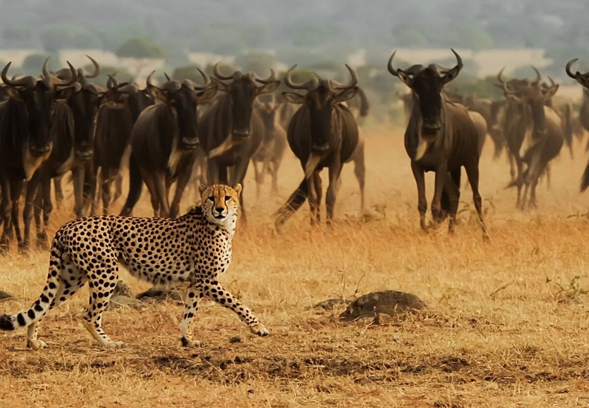 Сафари Танзания Масаи
