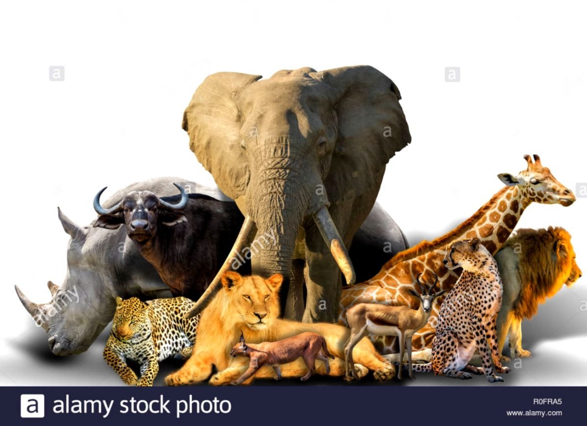 Большая пятерка сафари