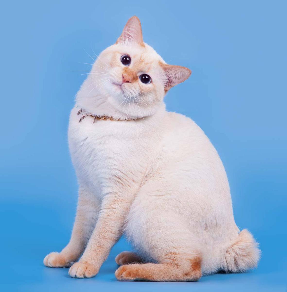 Меконгский бобтейл кошка