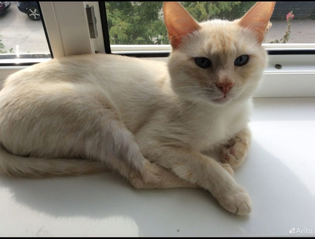 Тайская сил тэбби Пойнт