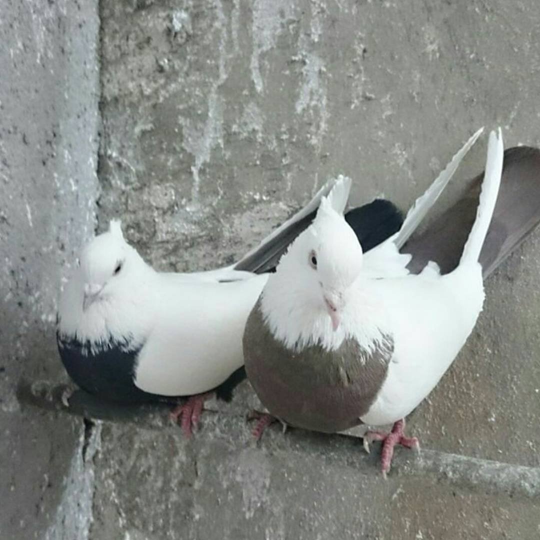 Бойные голуби Ирана