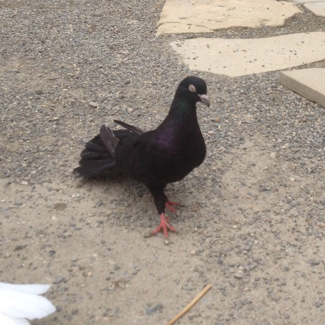 Голуби бакинцы черные белоносые