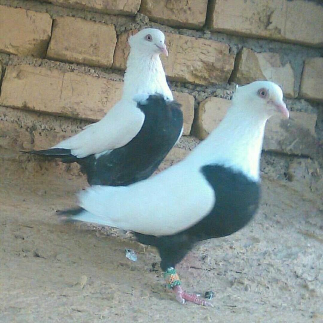 Иранские бойные голуби