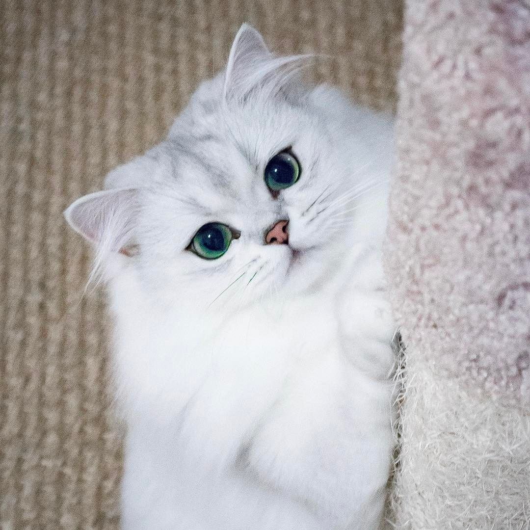 Британская шиншилла Коби