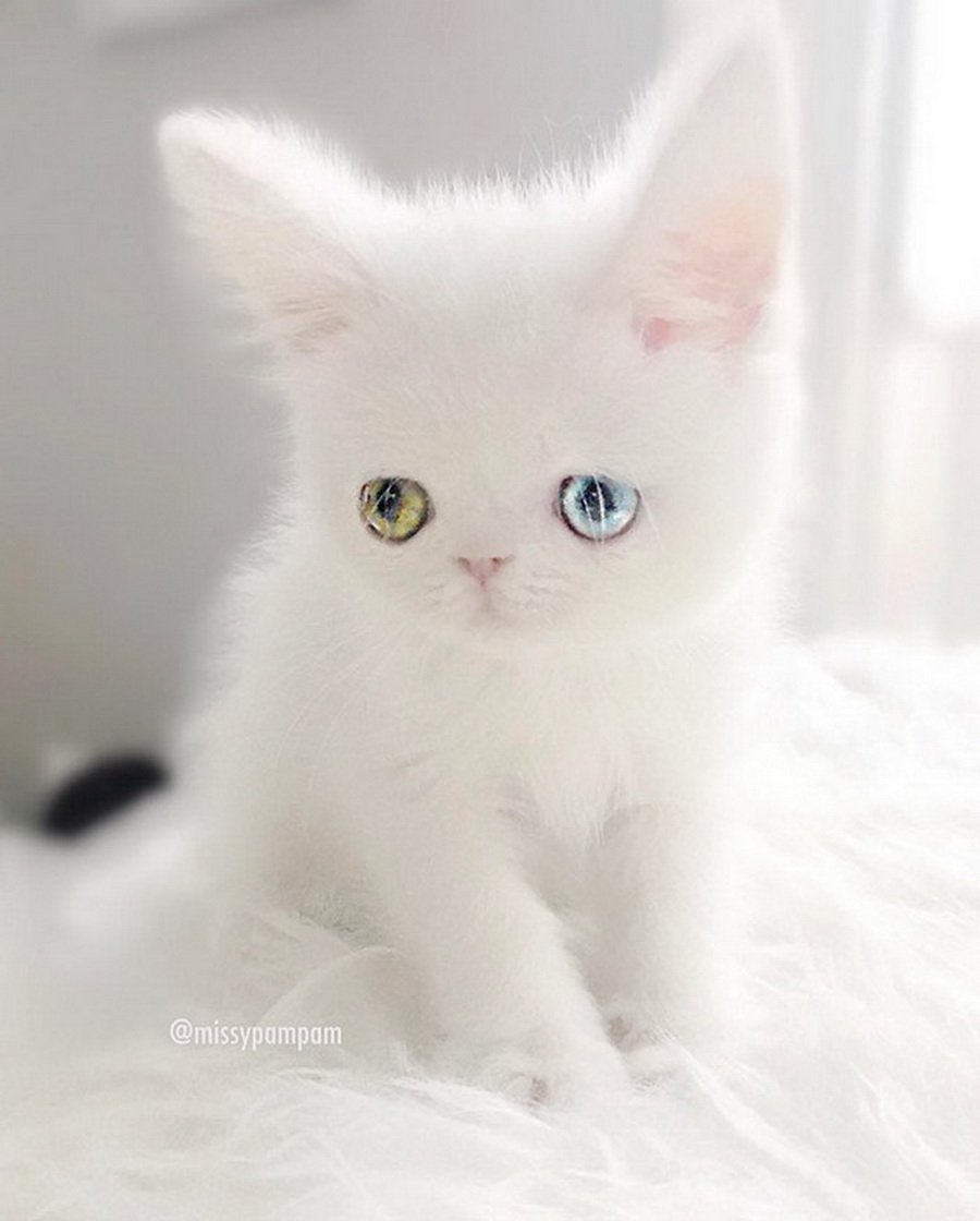 Белый котенок