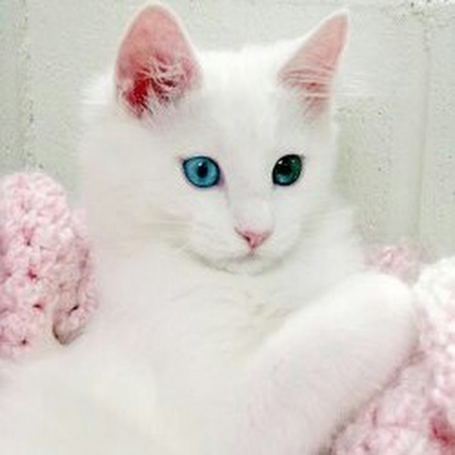 Белая ангорская кошка