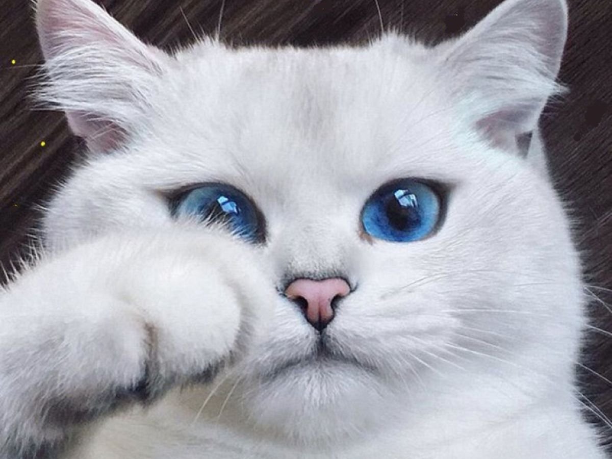Кот с голубыми глазами