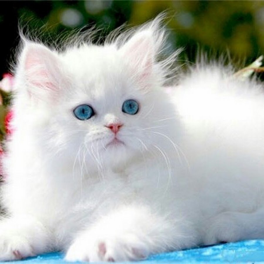 Белая пушистая кошечка