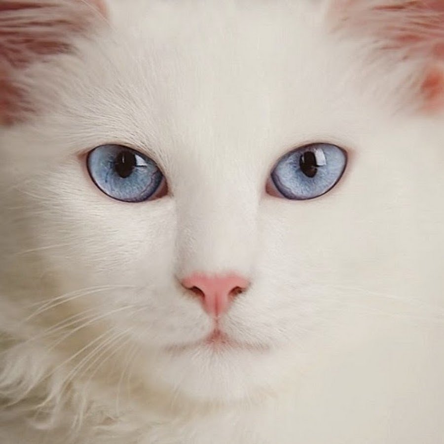 Турецкая ангора разноглазая