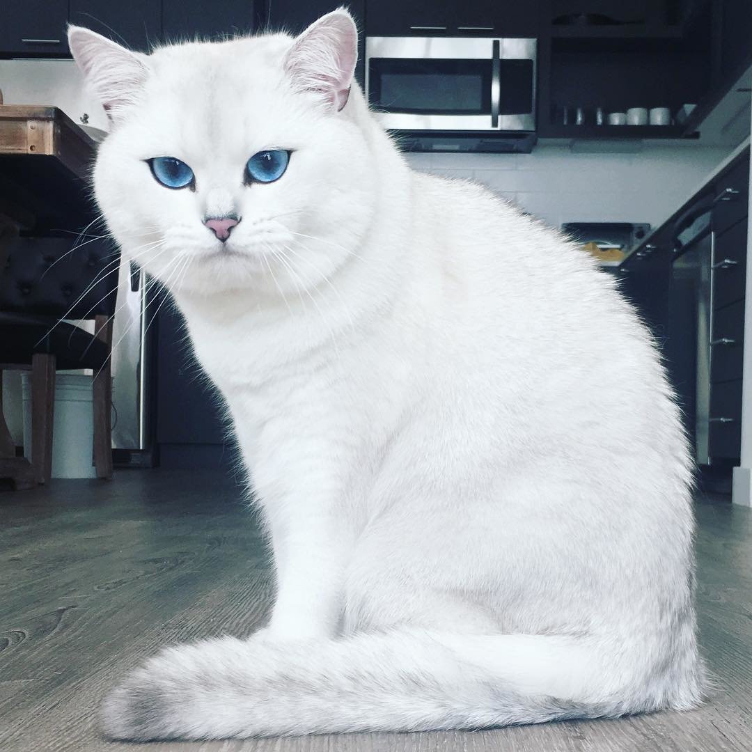 Серебристая шиншилла Пойнт кошка