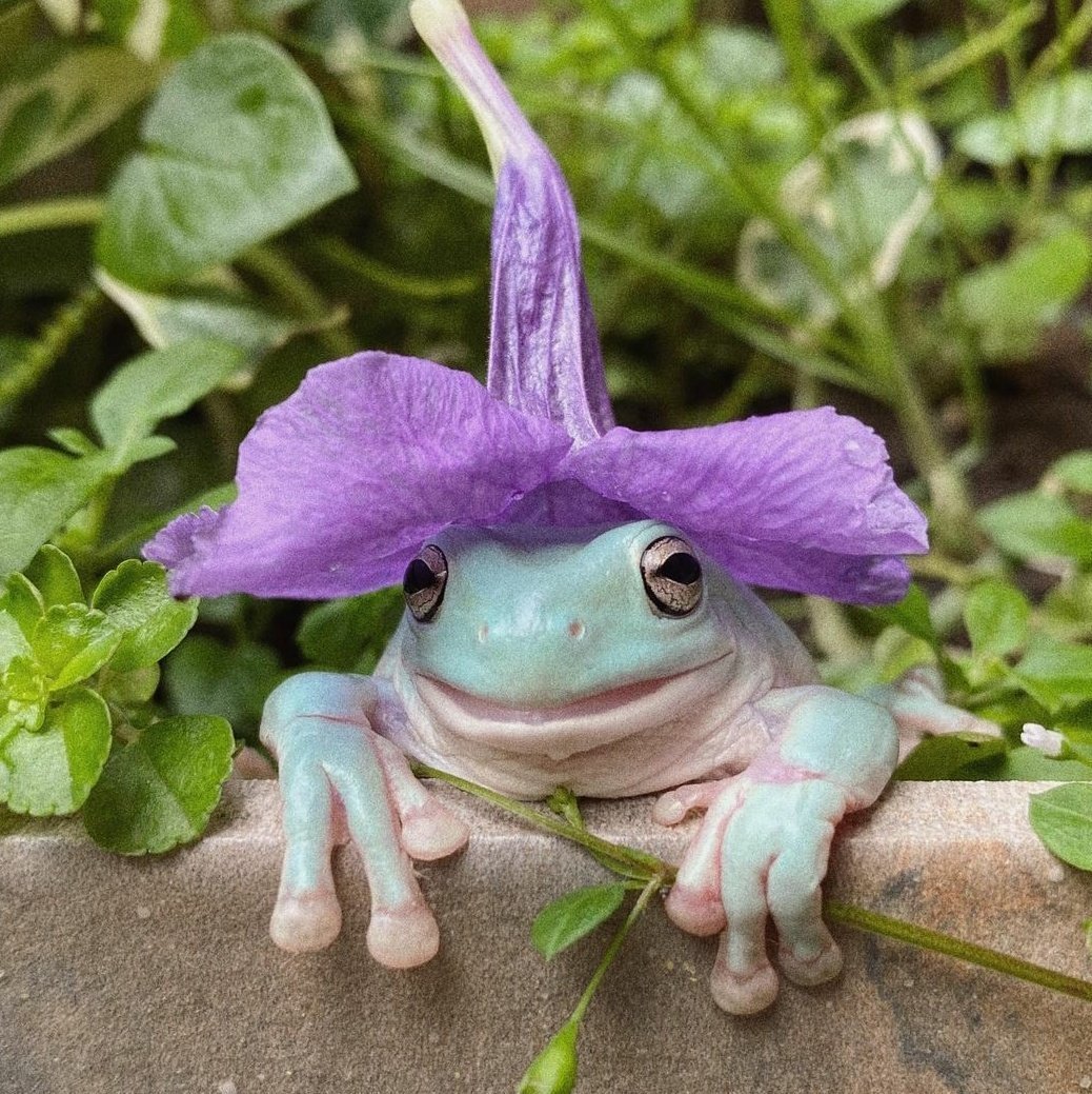 Лягушка квакша зеленая Эстетика