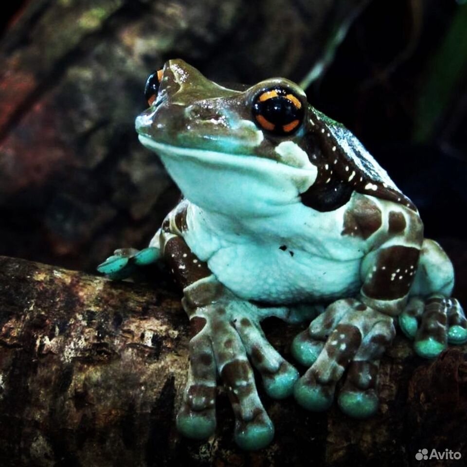 Лягушка Арлекин квакша