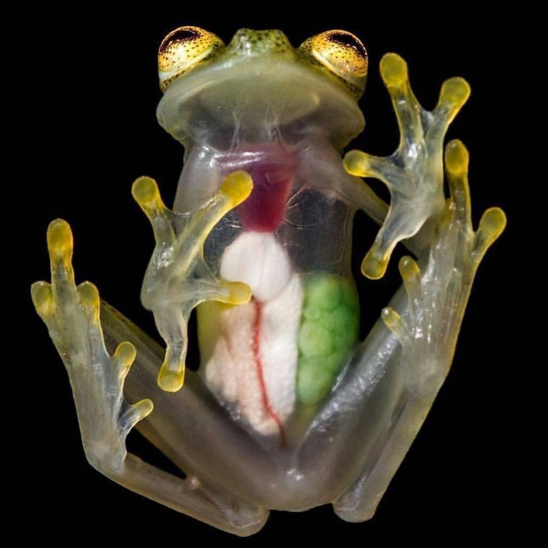 Стеклянная лягушка (Glass Frog)